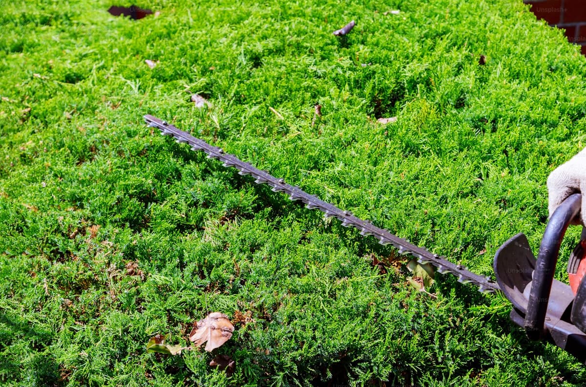 Hedge Trimming & Pruning: Complete Guide for Brisbane