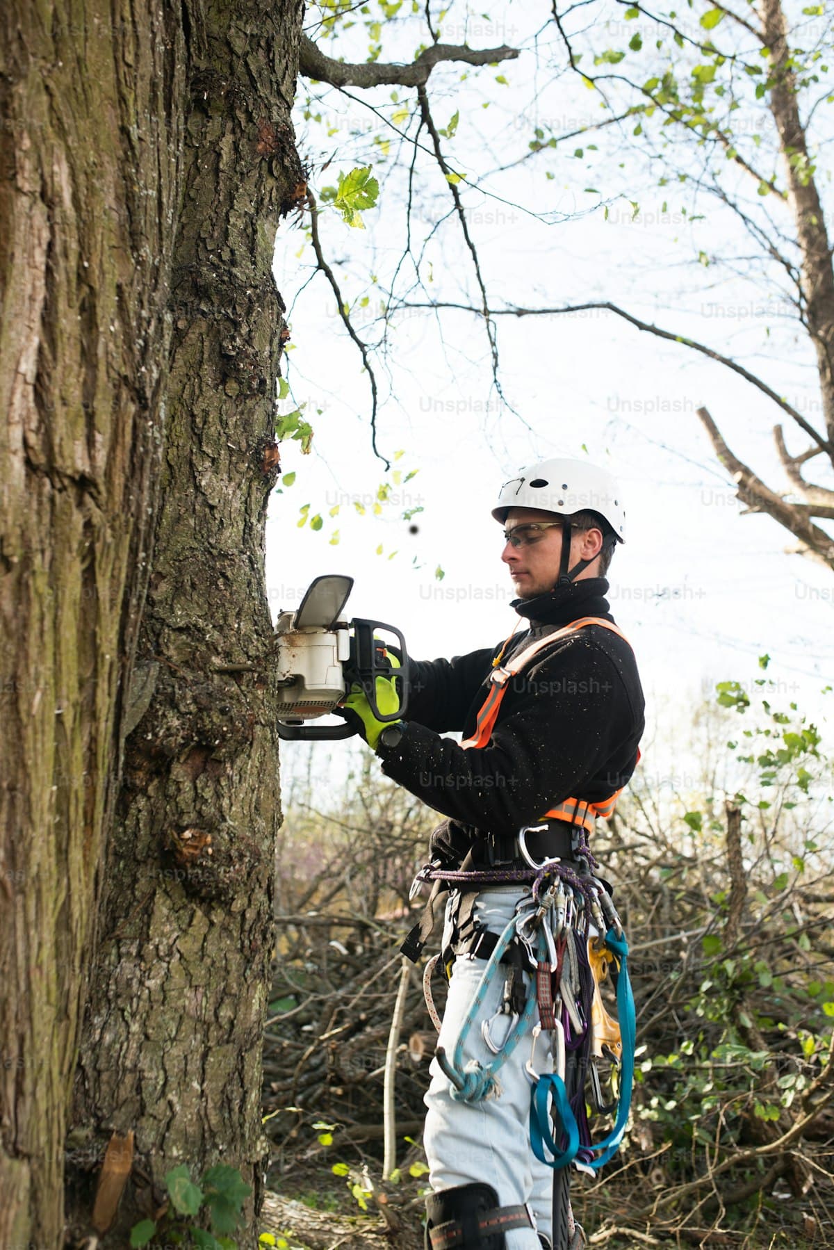 Professional tree lopping service in Brisbane