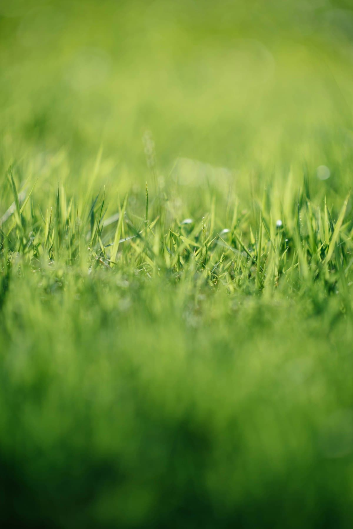 Couch Grass: Complete Growing & Care Guide for Brisbane