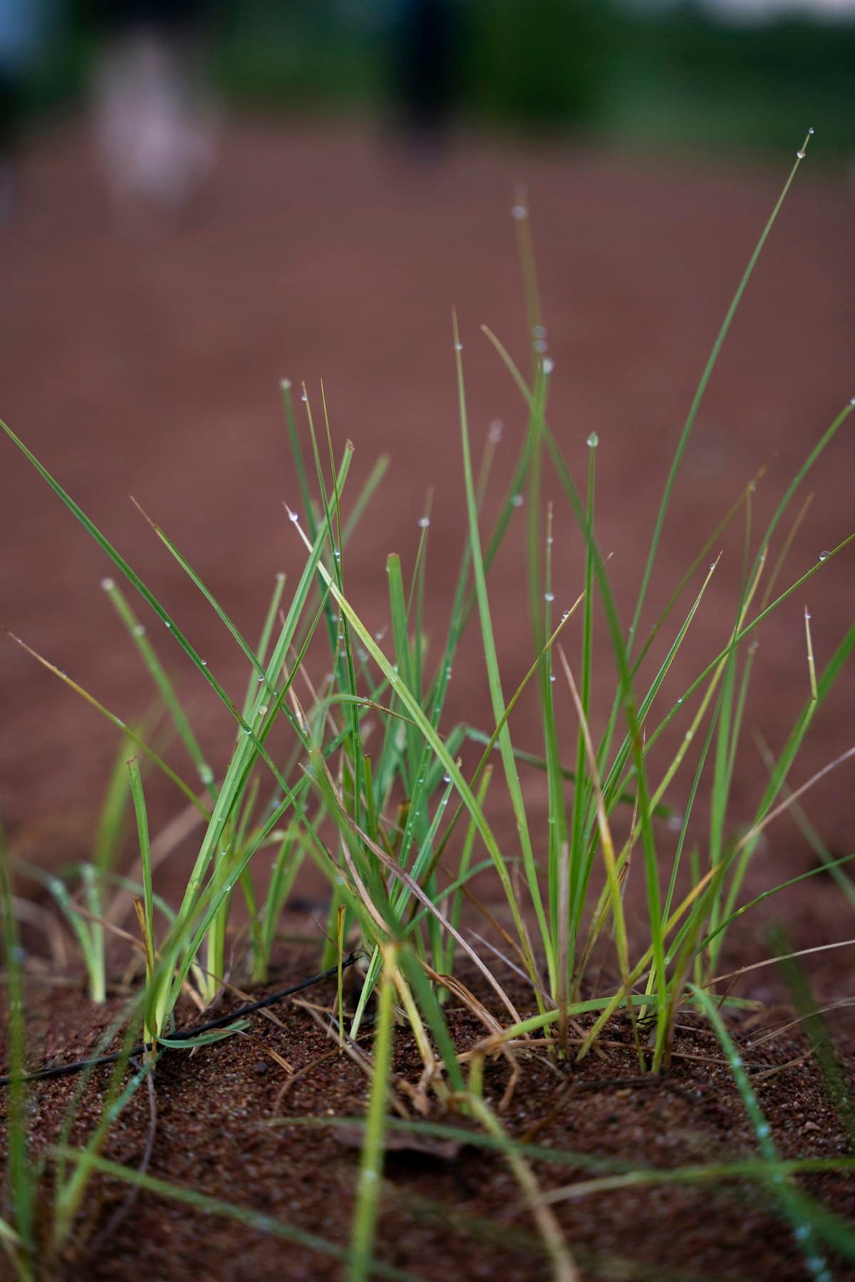 Best Grass Seed for Brisbane Lawns (2025 Guide)