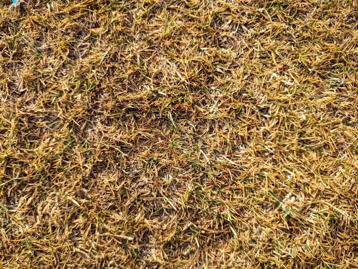 How to Get Rid of Lawn Grubs in Australia